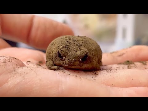 The frog that wants you to get in the water but never gets out of your hand is too cute.